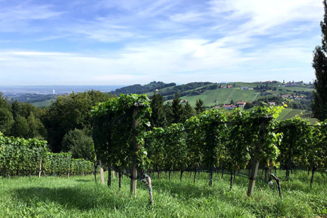 Blick auf die Weinreben im Sommer und auf die umliegenden Weinhügeln in der Südsteiermark.