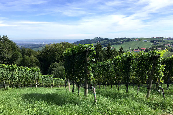 Blick auf die Weinreben im Sommer und auf die umliegenden Weinhügeln in der Südsteiermark.